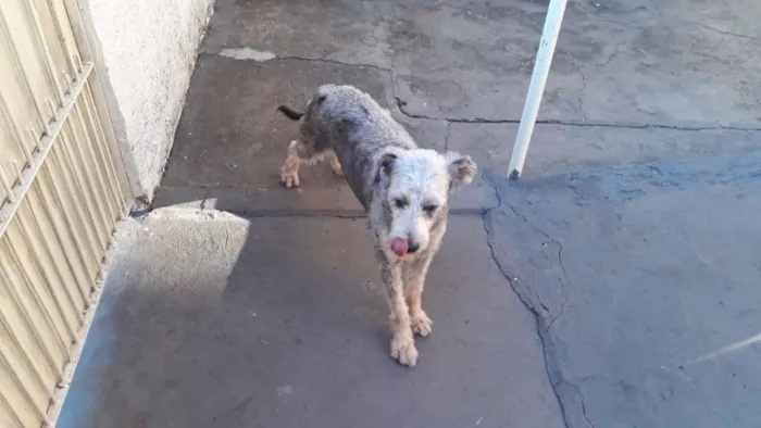 Cachorro ra a SRD idade 3 anos nome Menina