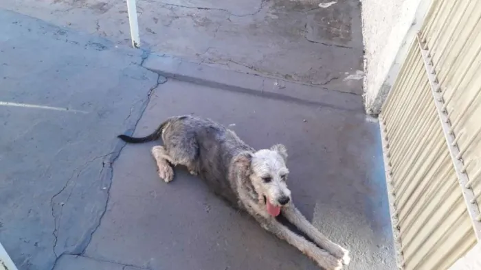 Cachorro ra a SRD idade 3 anos nome Menina