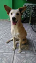 Velhinho
