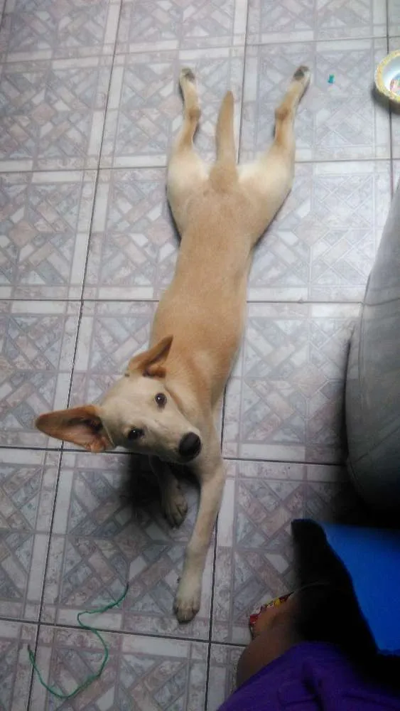 Cachorro ra a  idade 7 a 11 meses nome Velhinho