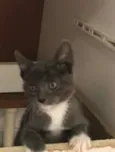 Amora
