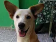 Velhinho