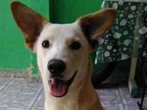 Cachorro raça  idade 7 a 11 meses nome Velhinho