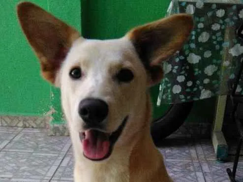 Cachorro ra a  idade 7 a 11 meses nome Velhinho