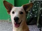 Cachorro raça  idade 7 a 11 meses nome Velhinho