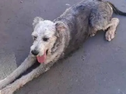 Cachorro ra a SRD idade 3 anos nome Menina