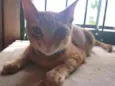 Bob