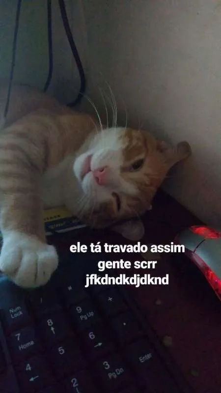 Gato ra a Vira Lata idade 7 a 11 meses nome Simba Ronaldo