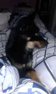 Amora, Mel e Simba