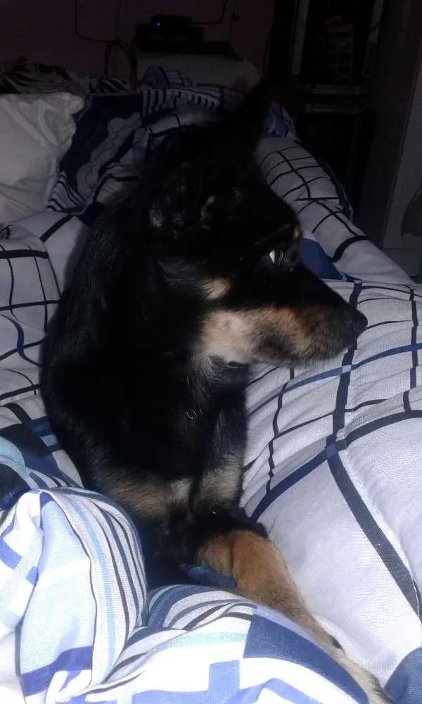 Cachorro ra a Vira Lata idade 2 a 6 meses nome Amora, Mel e Simba