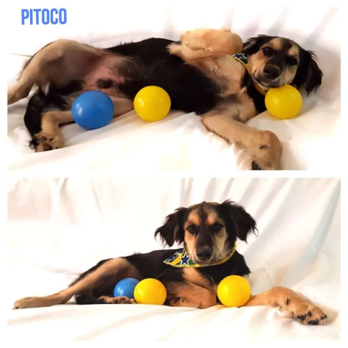 Cachorro ra a Sem raça definida idade 2 a 6 meses nome Pitoco
