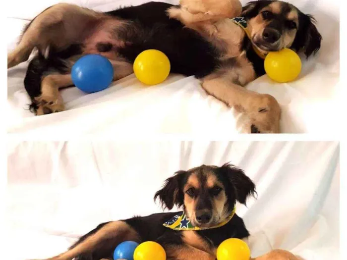 Cachorro ra a Sem raça definida idade 2 a 6 meses nome Pitoco