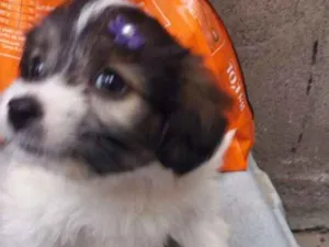 Cachorro raça  idade Abaixo de 2 meses nome Filhotes 