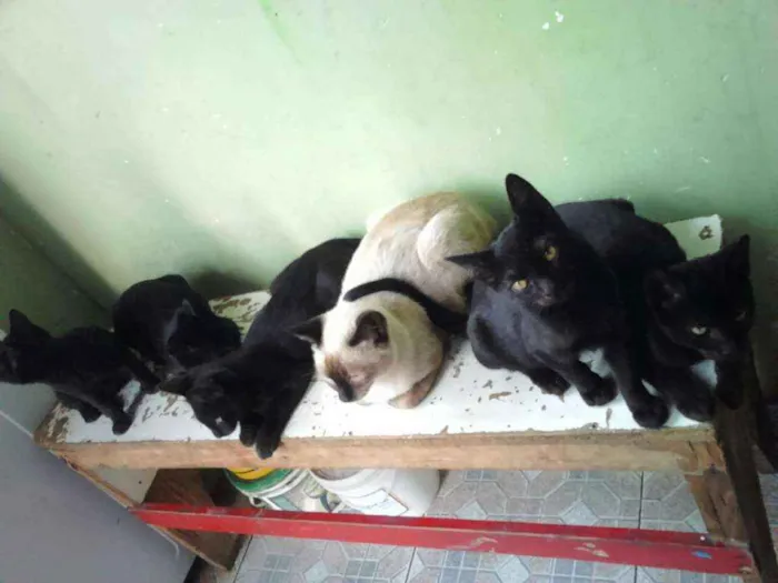 Gato ra a gato preto idade 2 a 6 meses nome Sem nome