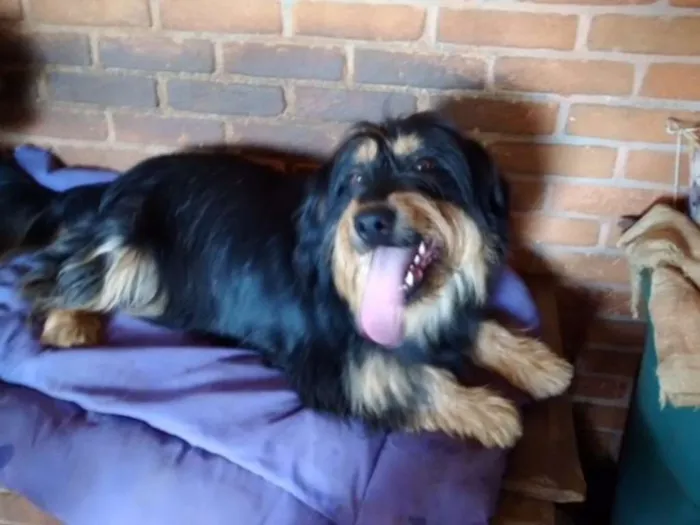Cachorro ra a Poodle idade 4 anos nome Pelúcio
