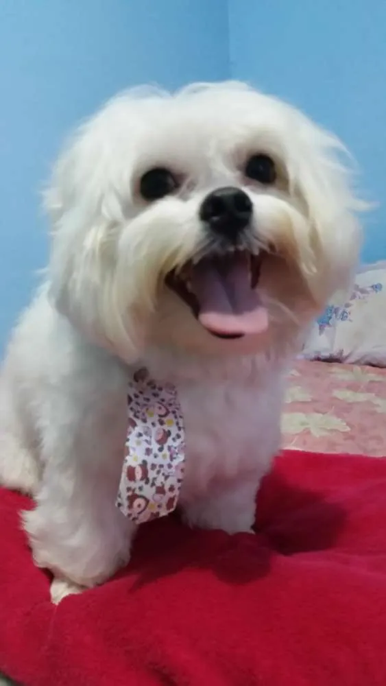 Cachorro ra a Maltês idade 4 anos nome Nick