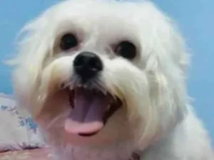Cachorro raça Maltês idade 4 anos nome Nick