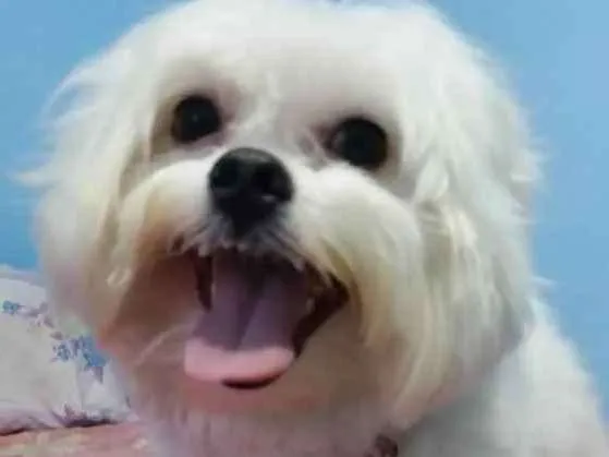 Cachorro ra a Maltês idade 4 anos nome Nick
