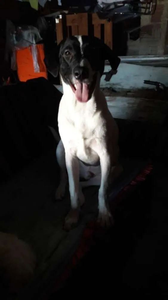 Cachorro ra a Labrador com Vira- Lata idade 2 a 6 meses nome Marlon