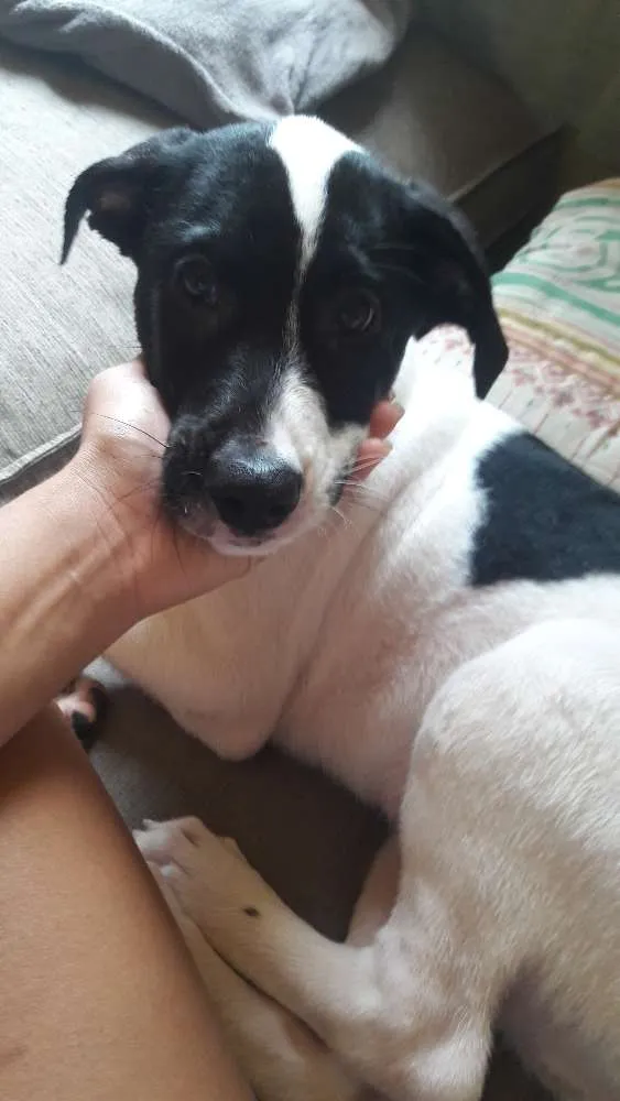 Cachorro ra a Labrador com Vira- Lata idade 2 a 6 meses nome Marlon