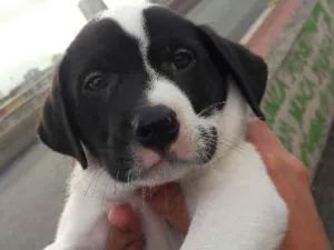 Cachorro raça Labrador com Vira- Lata idade 2 a 6 meses nome Marlon