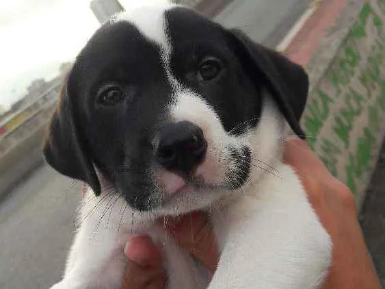 Cachorro ra a Labrador com Vira- Lata idade 2 a 6 meses nome Marlon