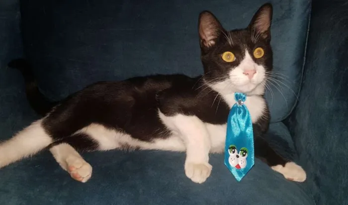 Gato ra a SRD idade 2 a 6 meses nome JOÃOZINHO