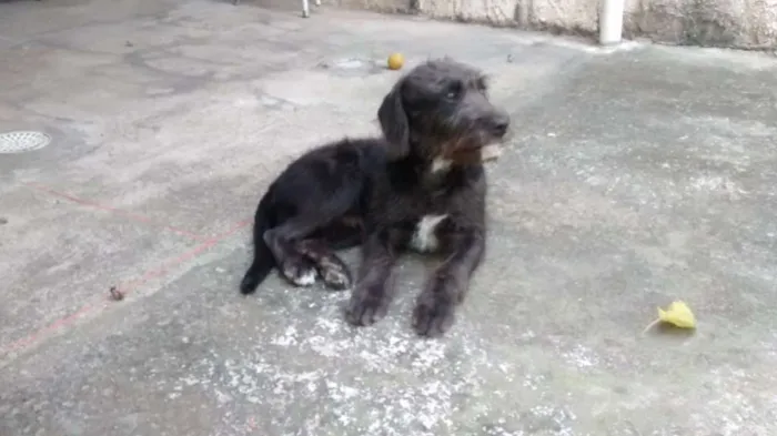 Cachorro ra a SRD idade 2 anos nome FRED