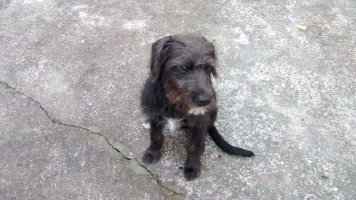 Cachorro ra a SRD idade 2 anos nome FRED