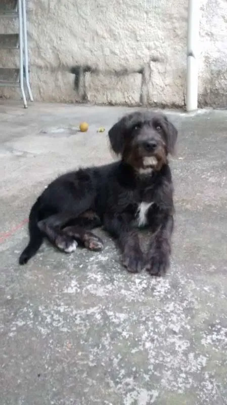 Cachorro ra a SRD idade 2 anos nome FRED