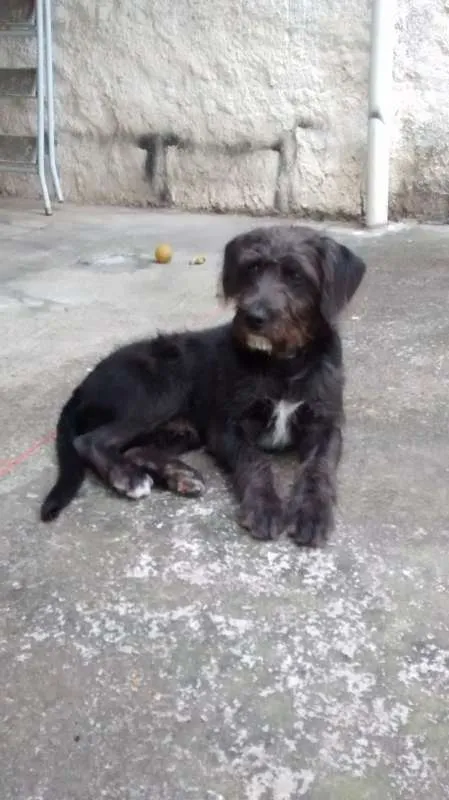 Cachorro ra a SRD idade 2 anos nome FRED