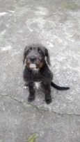 FRED