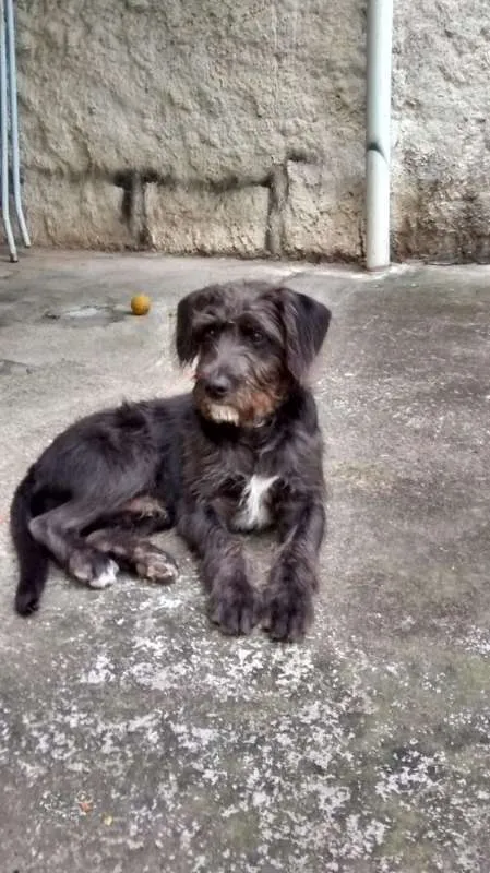 Cachorro ra a SRD idade 2 anos nome FRED