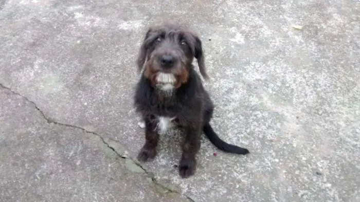 Cachorro ra a SRD idade 2 anos nome FRED