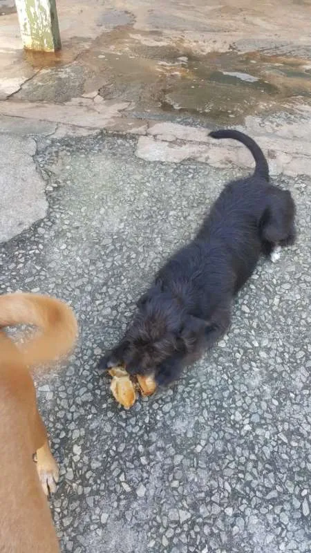 Cachorro ra a SRD idade 2 anos nome FRED