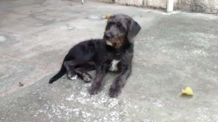 Cachorro ra a SRD idade 2 anos nome FRED