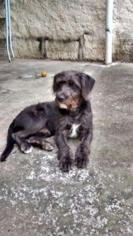 Cachorro ra a SRD idade 2 anos nome FRED