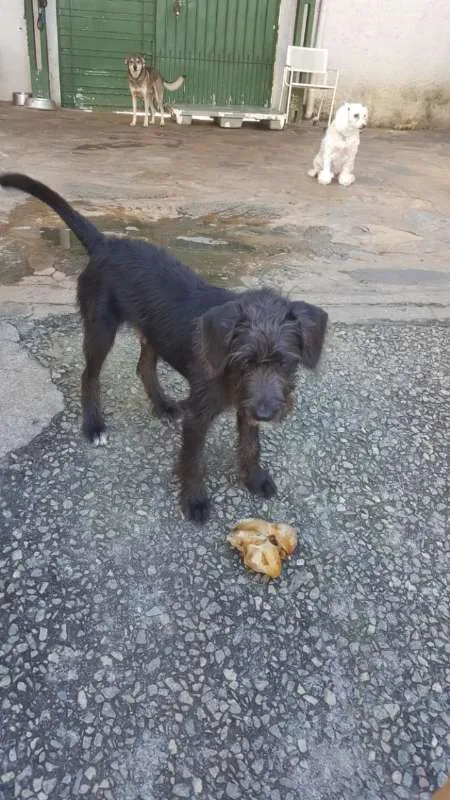 Cachorro ra a SRD idade 2 anos nome FRED