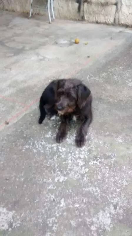 Cachorro ra a SRD idade 2 anos nome FRED