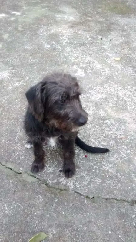 Cachorro ra a SRD idade 2 anos nome FRED