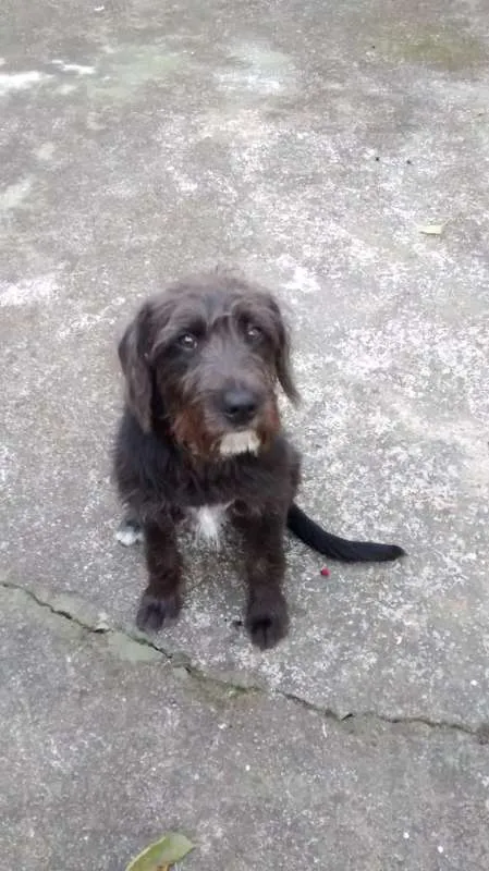 Cachorro ra a SRD idade 2 anos nome FRED