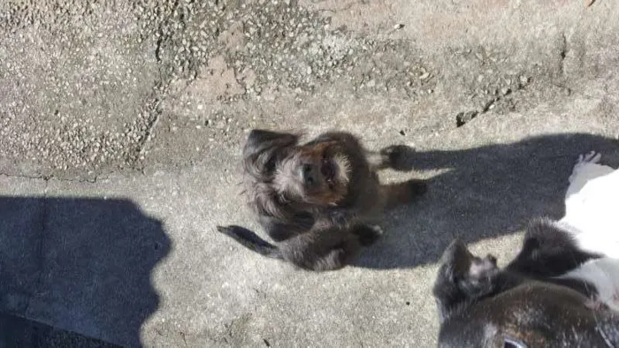 Cachorro ra a SRD idade 2 anos nome FRED