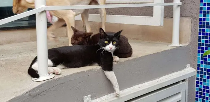 Gato ra a SRD idade 7 a 11 meses nome JOÃOZINHO