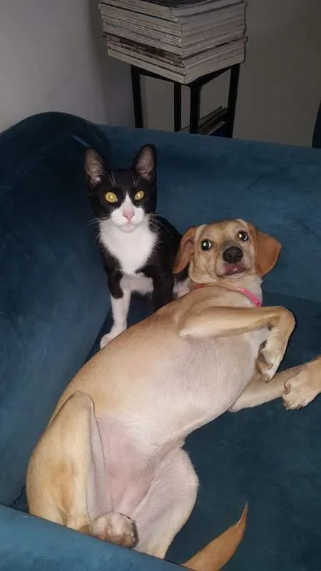 Gato ra a SRD idade 7 a 11 meses nome JOÃOZINHO