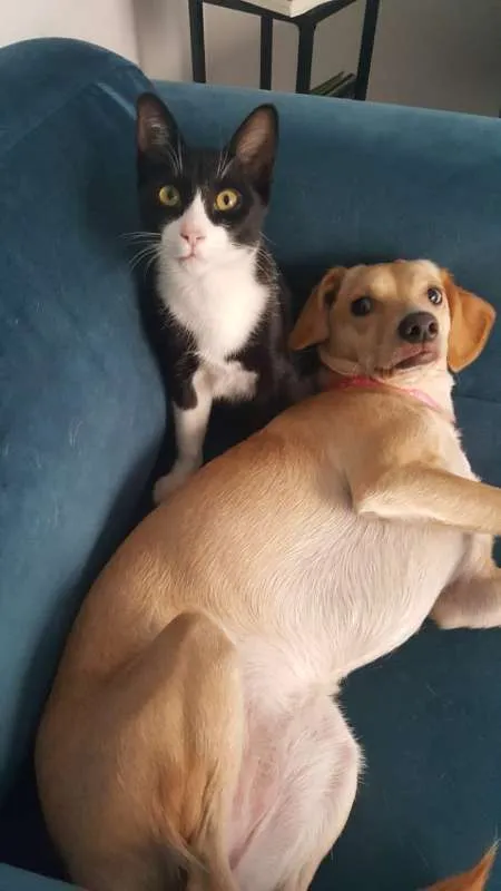 Gato ra a SRD idade 7 a 11 meses nome JOÃOZINHO
