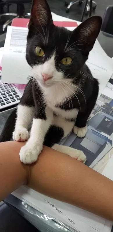 Gato ra a SRD idade 7 a 11 meses nome JOÃOZINHO