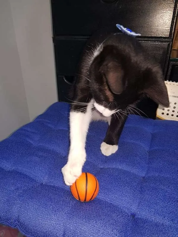 Gato ra a SRD idade 7 a 11 meses nome JOÃOZINHO