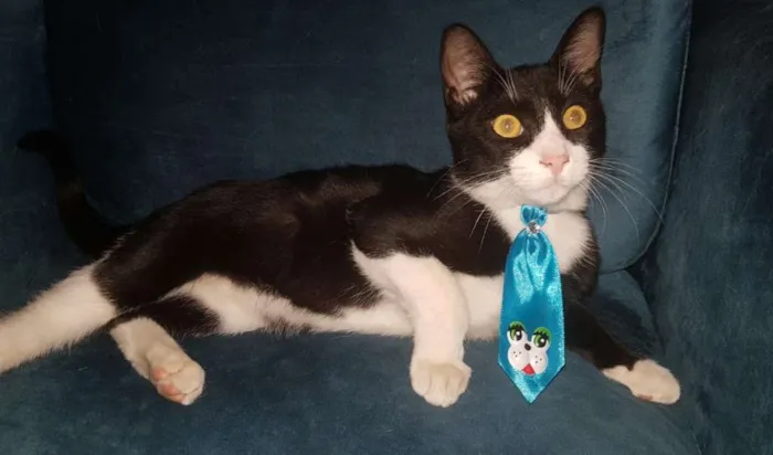 Gato ra a SRD idade 7 a 11 meses nome JOÃOZINHO