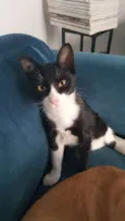 JOÃOZINHO