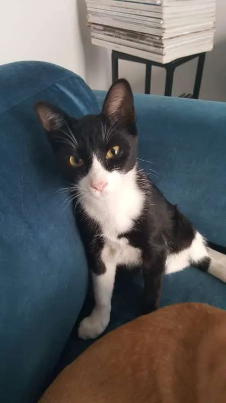Gato ra a SRD idade 7 a 11 meses nome JOÃOZINHO